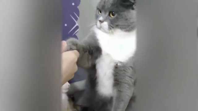 Funny Cat Videos From 2021