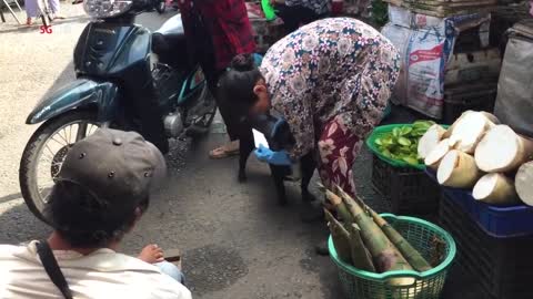 Smart dog helps disabled father sell lottery tickets in Vietnam