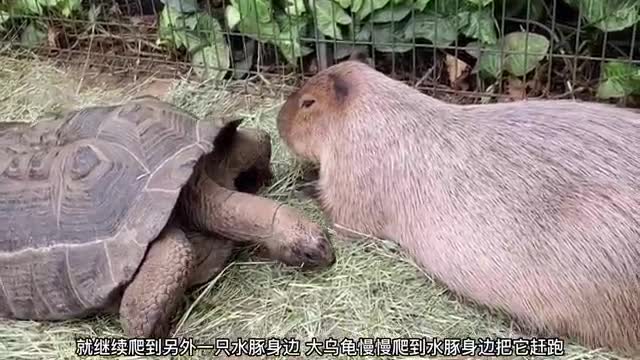 giant tortoise