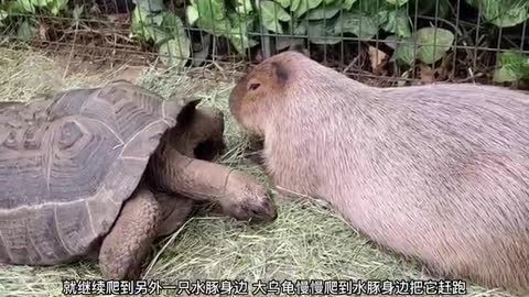 giant tortoise