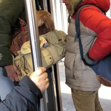 Brown dog inside brown bag carried by man green jacket