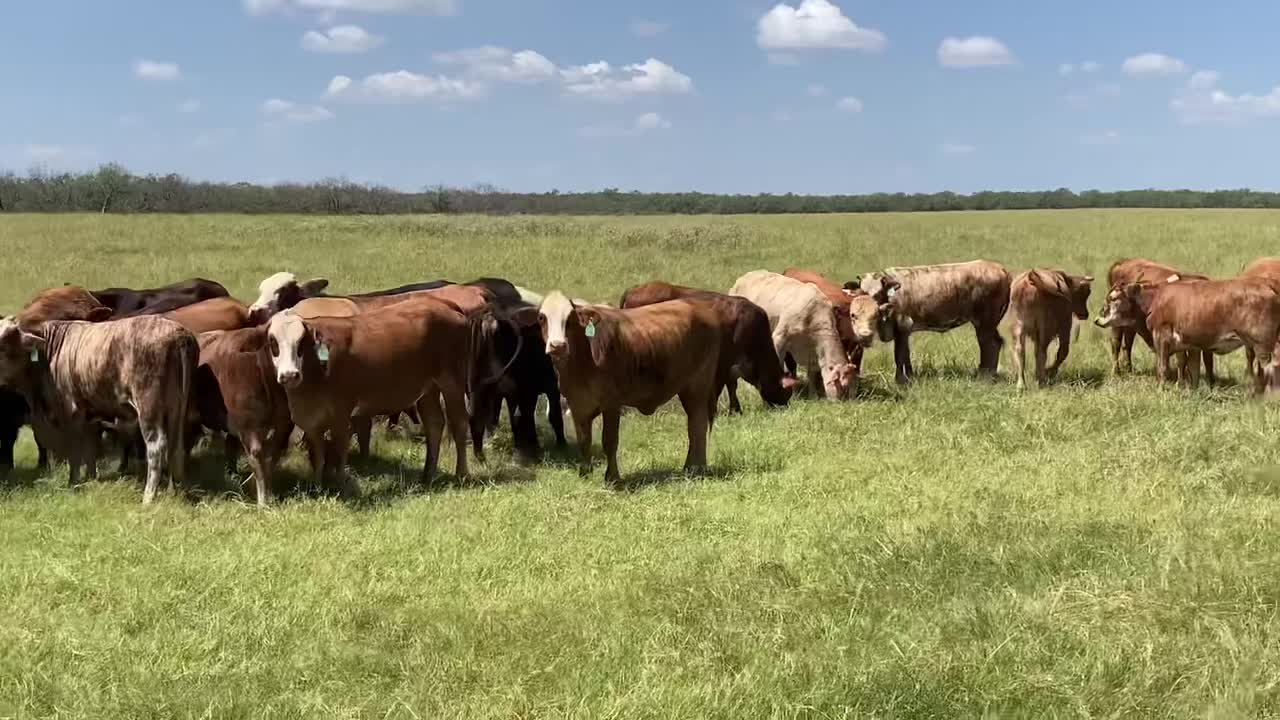 2472: 80- Exposed F1 heifers.