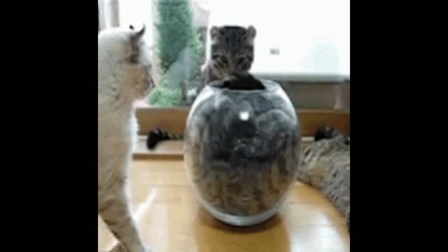 Cat in the pot gif video