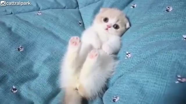 This little kitten will melt you with cuteness