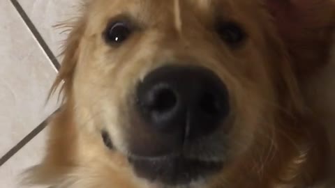 Blonde dog has tummy rubbed while laying on back on white tile floor