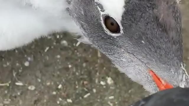 cute penguin screaming