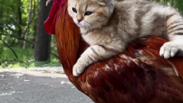 rooster and kitten