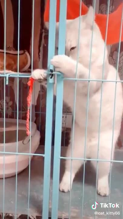 Lovely Cat, Lovely Cat, black cat, cats, funny cats, funny cat