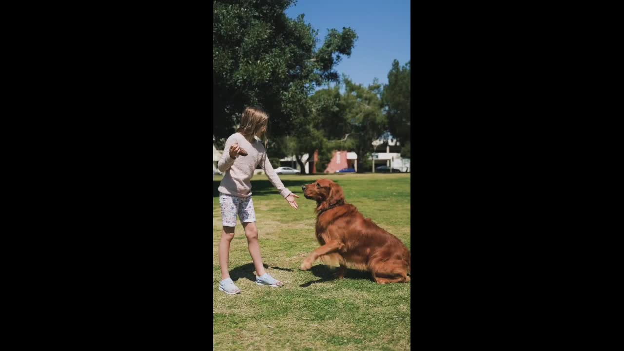 lovely dogs video