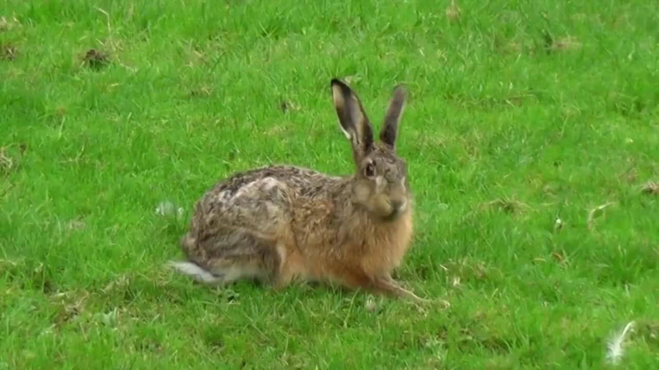 Animal video