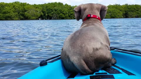 Dog Swims With Dolphin