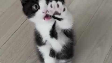 Black cat with white patches