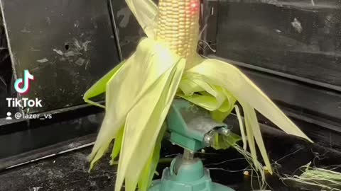 Laser vs Corn