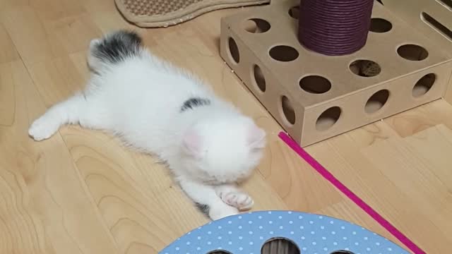 CAT meet one's dog sister for the first time