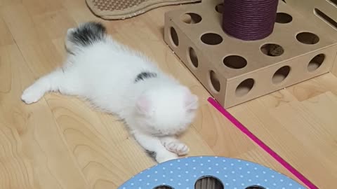 CAT meet one's dog sister for the first time