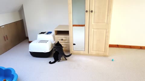 Kitten Vs Cat 4K