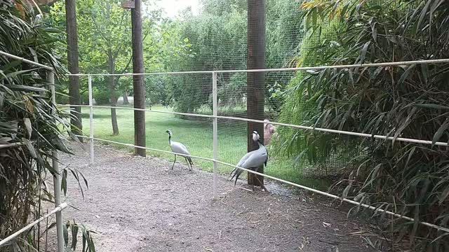 Aviary And Wallaby Display At Tennessee Safari Park