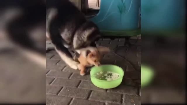 cute dogs making a mess