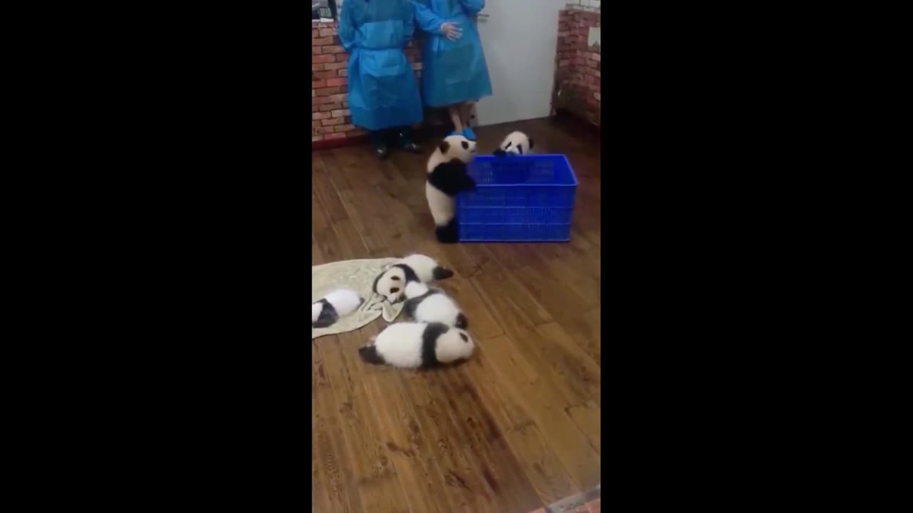 Giant panda cubs are playing