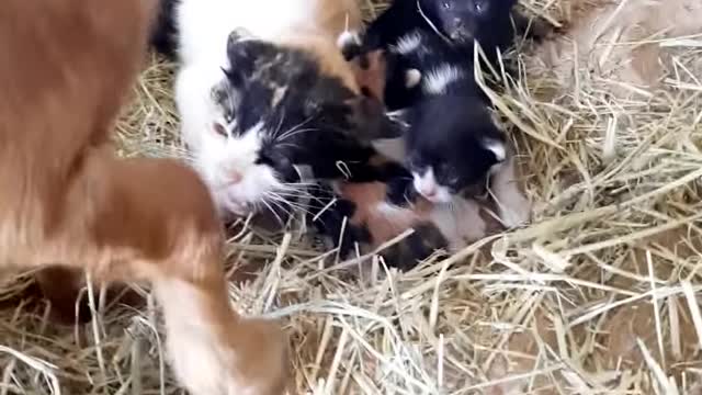 Cat and Goat are very wicked Cat + Goat