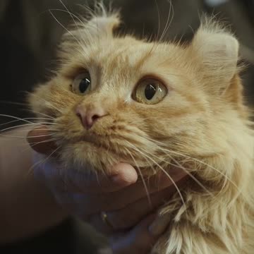 Khubsurat cat |cute cat 🐈😺|amazing 🐈😺😺