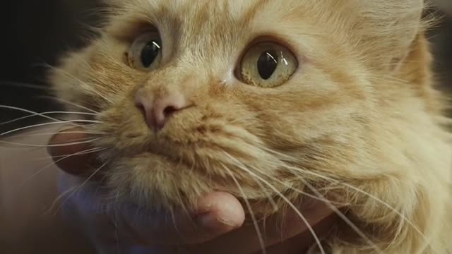 Khubsurat cat |cute cat ππΊ|amazing ππΊπΊ