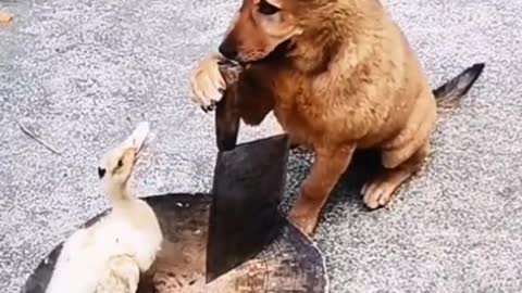 Funny animals