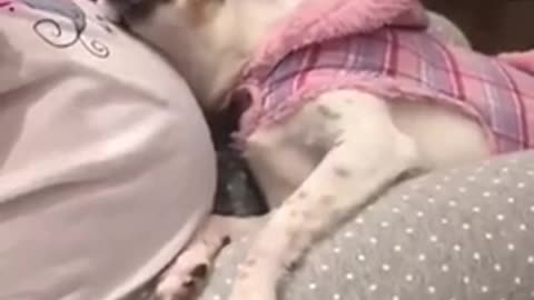 Dog Hears Baby