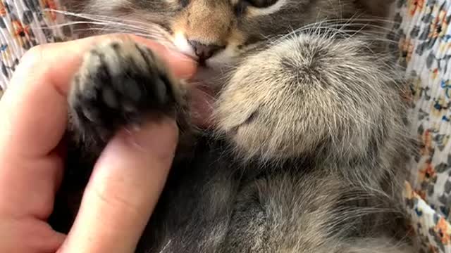 Cute kitten playing in the hand, brown, cute