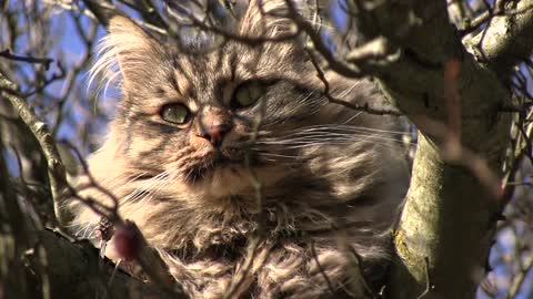 Cat Climb Up Tree