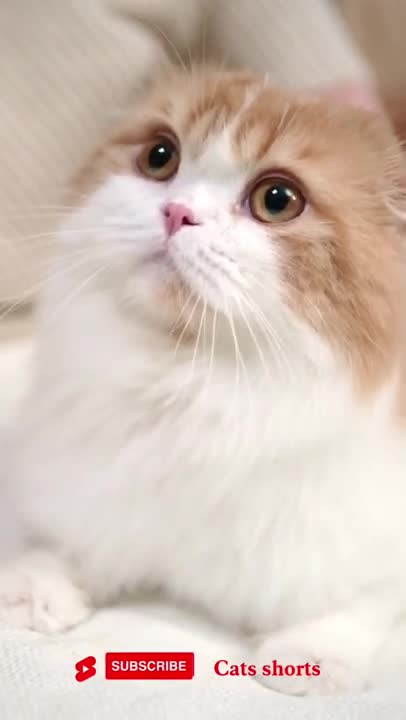 cute funny cat