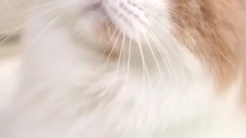 cute funny cat