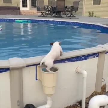 This dog is swimming in the pool