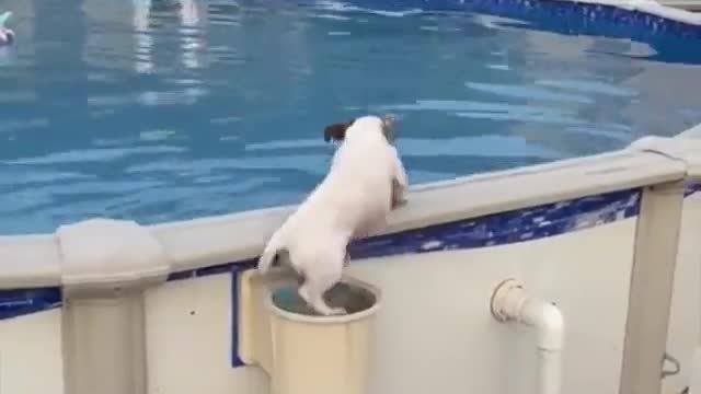 This dog is swimming in the pool