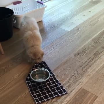 Fixed puppies cute dogs viral