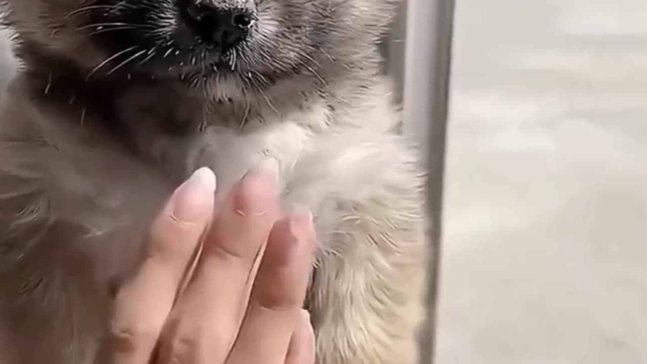 Funny animal video 😂 😹 || #shorts #reel #rumble #rumbleshorts