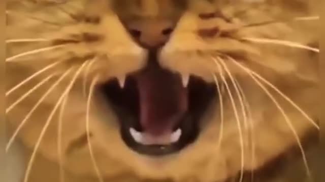 CAT IS SCARED OF ........!!!! SEE WHAT HAPPENED NEXT