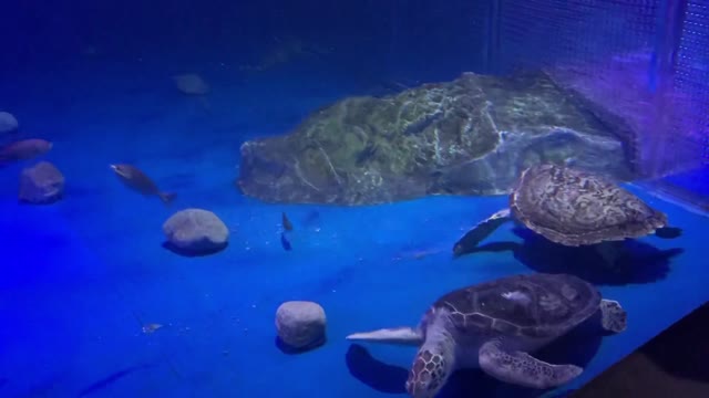 Turtle swimming in the aquarium