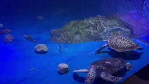 Turtle swimming in the aquarium