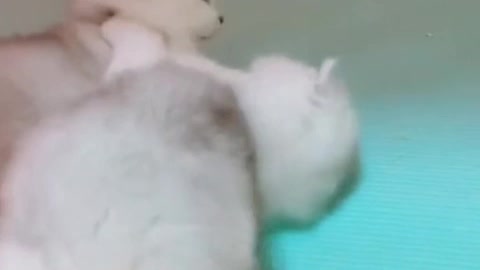 A cat has nine lives