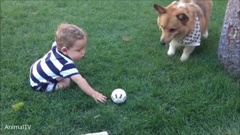 Corgi are the best . Cutest complication.