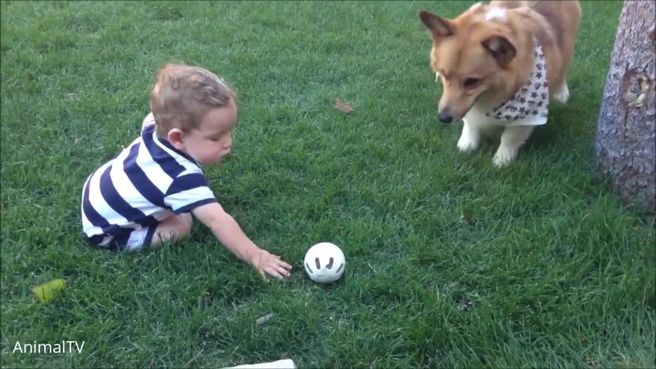 Corgi are the best . Cutest complication.