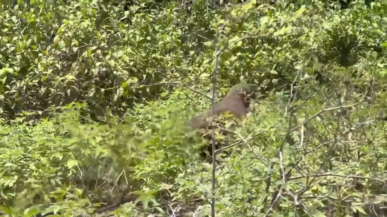 Komodo dragon pounces on a goat playing in the forest