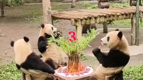 Happy family of three pandas