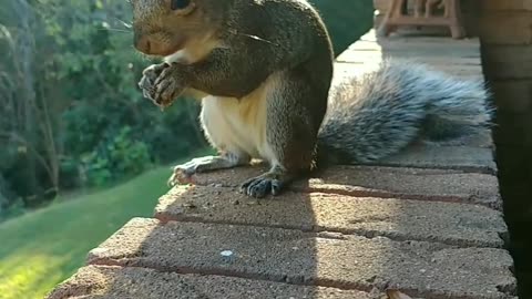 Happy Halloween 👻🎃/Fur lovers 🐿️🐾🐈🕊️😻