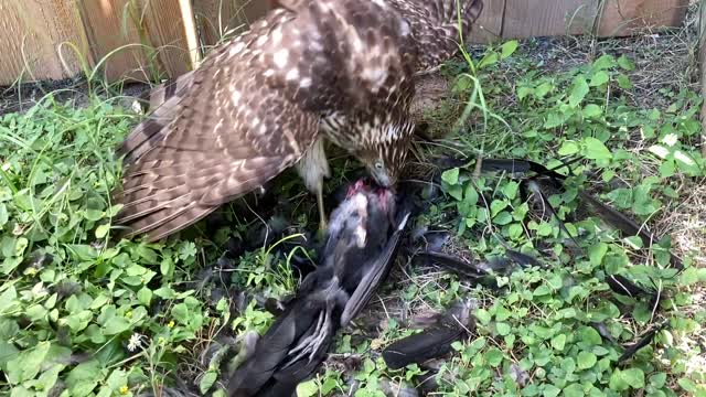 hawk eating grackle