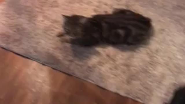 My sweet Cat getting the crawl😽😽