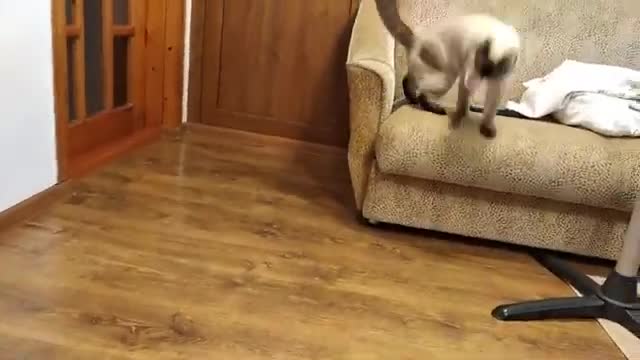 Cat training video
