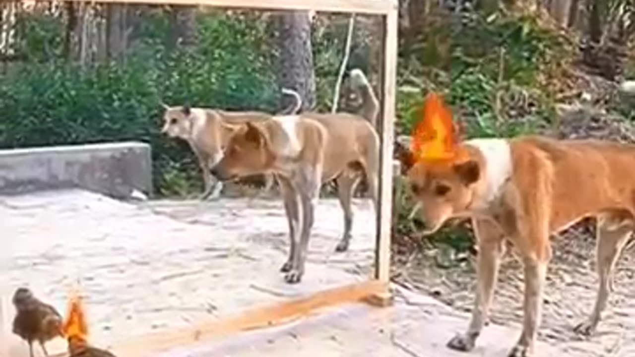 Doge mirror 🪞 reaction 😮 #funny