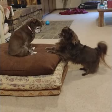 Don't Ignore me Coco